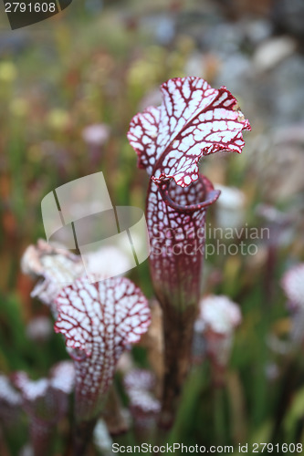 Image of Trumpet Pitcher Micrscopic hairs on lid