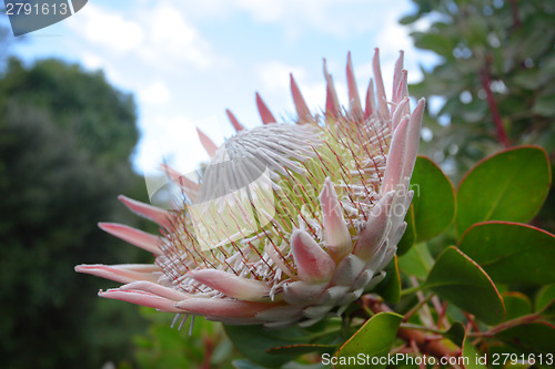 Image of Giant King Protea