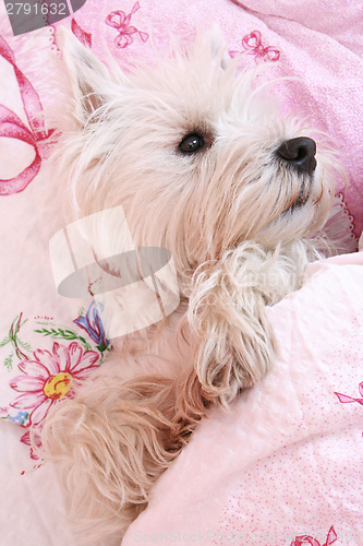 Image of Dog sleeping.