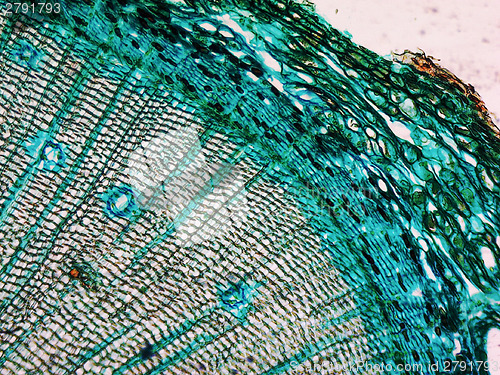 Image of Pine Wood micrograph