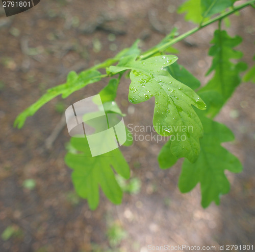 Image of An oak tree leaf