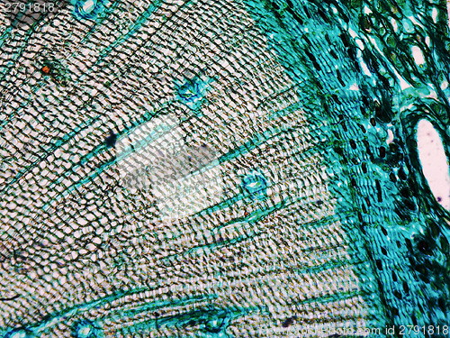 Image of Pine Wood micrograph