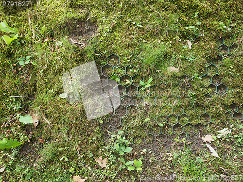 Image of Meadow grass