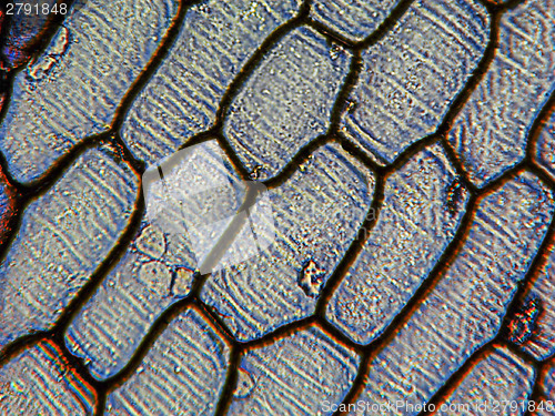 Image of Onion epidermus micrograph