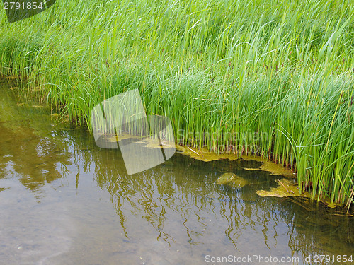 Image of Pond grass