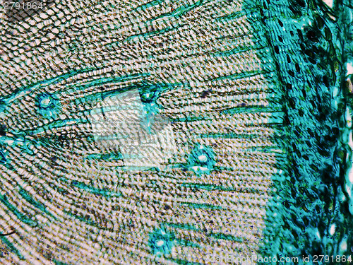 Image of Pine Wood micrograph