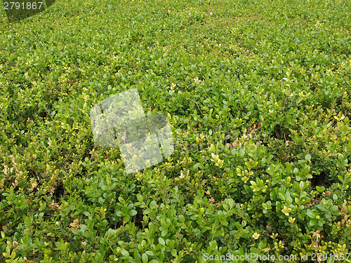 Image of Meadow grass