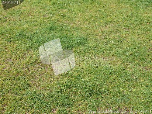 Image of Meadow grass