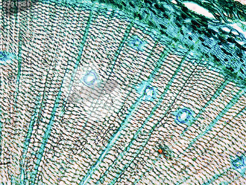 Image of Pine Wood micrograph