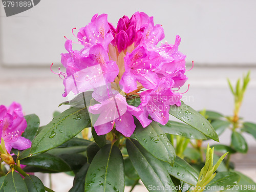 Image of Pink Azalea flower