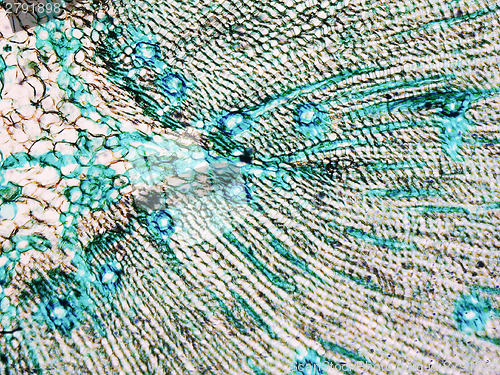 Image of Pine Wood micrograph