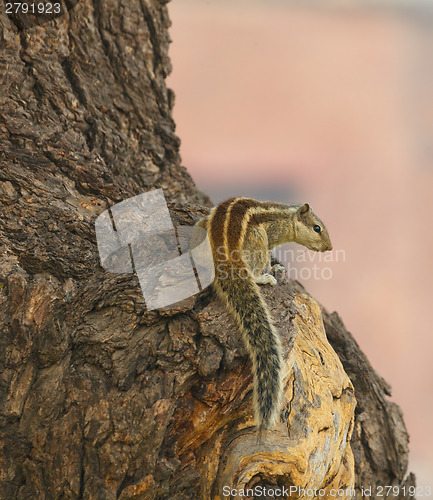 Image of Chipmunk