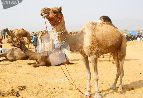 Image of Camel.