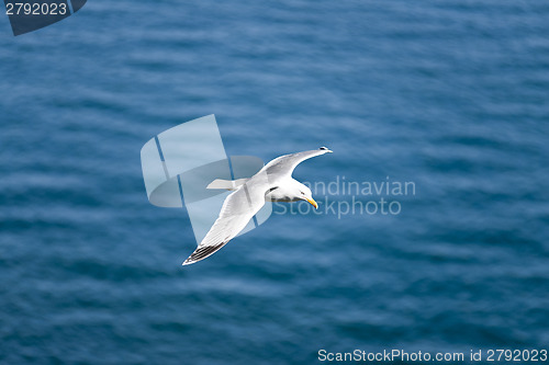 Image of Seagull