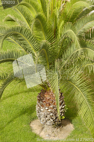 Image of Palm close up