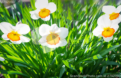 Image of Narcissuses blossoming in a garden among a green grass.