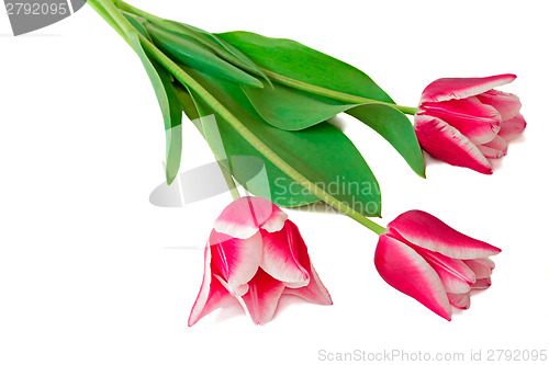 Image of Three bright pink tulips on a white background.