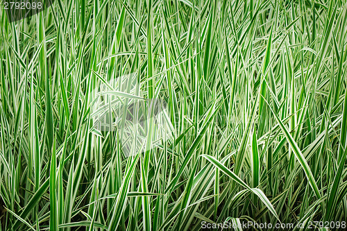 Image of Young green grass on a lawn.