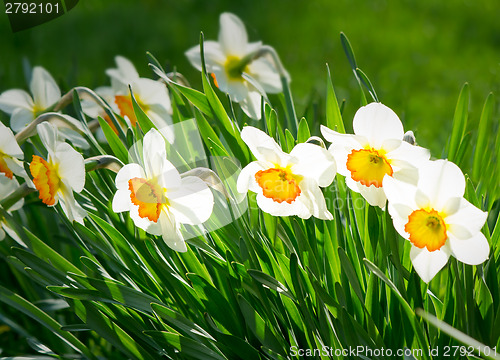 Image of Narcissuses blossoming in a garden among a green grass.