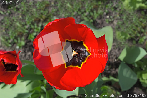 Image of The red tulip blossoms in a garden.