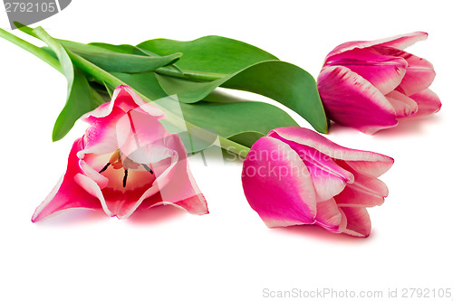 Image of Three bright pink tulips on a white background.