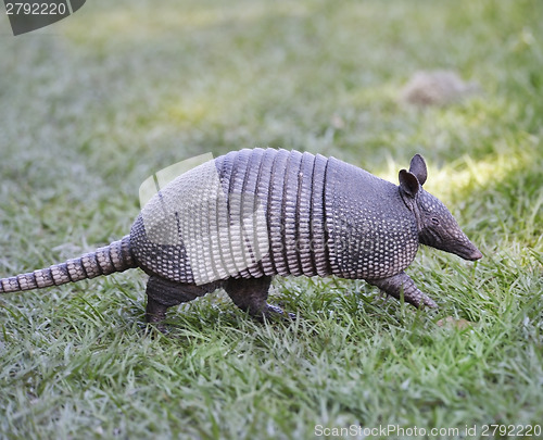 Image of Armadillo