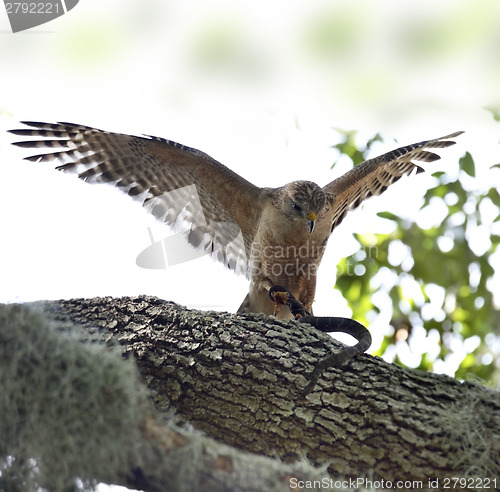 Image of Red-shoulder Hawk With Snake