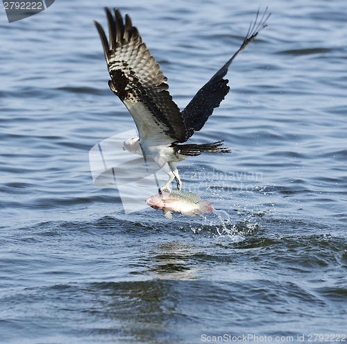 Image of Osprey Catching Fish 