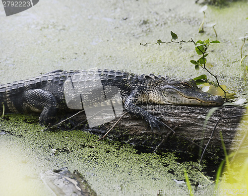 Image of American Alligator