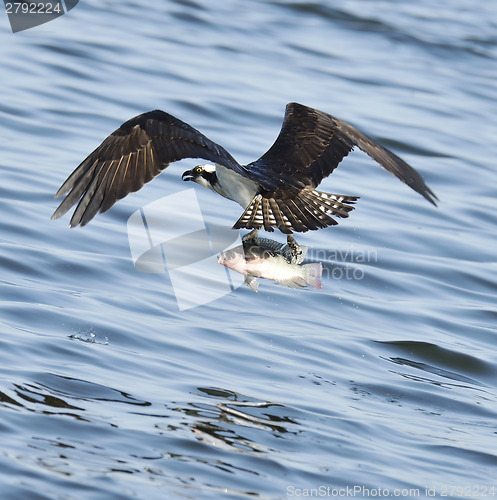 Image of Osprey Catching Fish