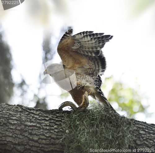 Image of Red-shoulder Hawk With Snake