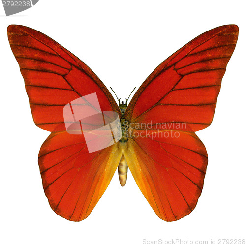 Image of Red Butterfly