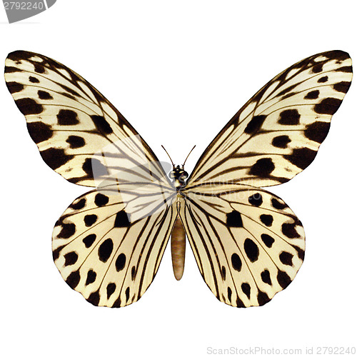 Image of Idea Leuconoe Butterfly 