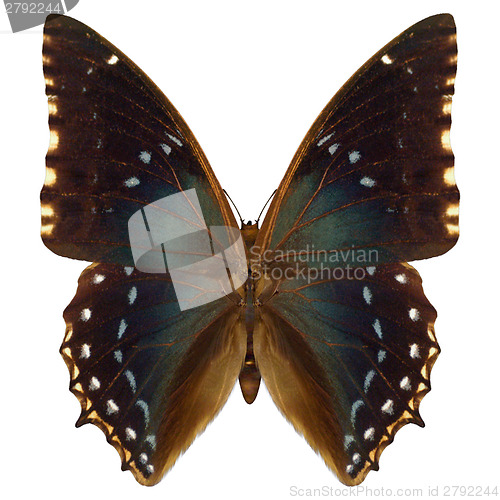 Image of Exotic Butterfly