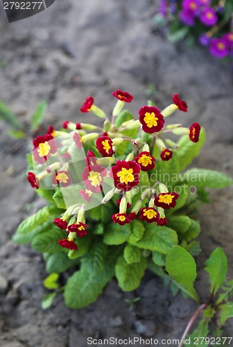 Image of Beautiful flowers of Primrose