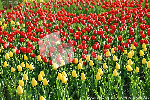 Image of Beautiful yellow and red tulips
