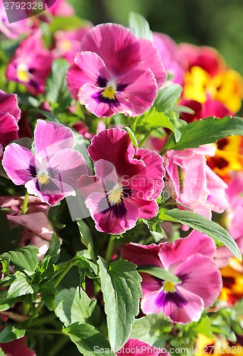 Image of Beautiful Violet flowers