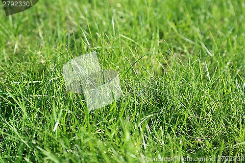 Image of Fresh green grass