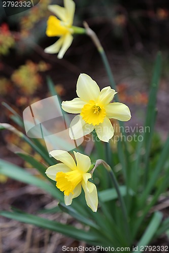 Image of Beautiful Daffodils (Narcissus)