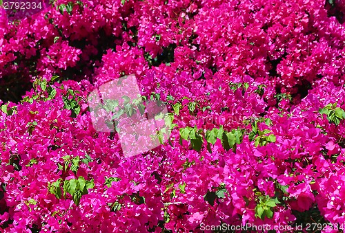 Image of Beautiful bougainvillea background