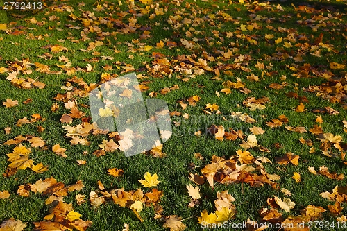 Image of Fallen leaves