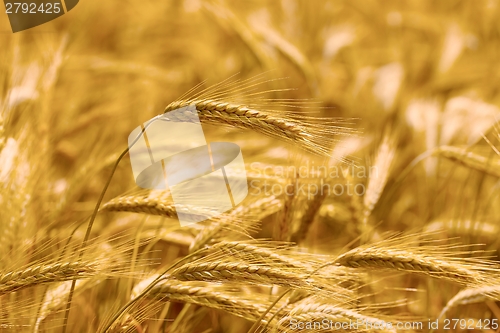 Image of Wheat field