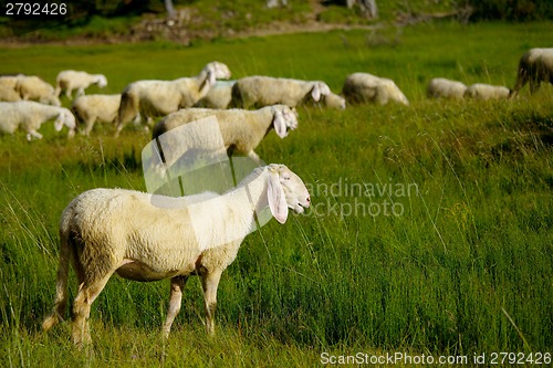 Image of Sheep in the grass