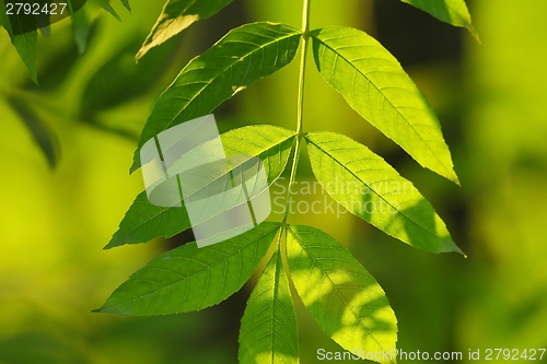 Image of Leaves