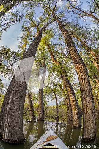 Image of paddling through a magic forest