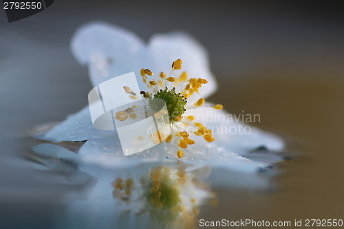 Image of white anemone