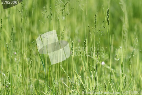 Image of Green grass background