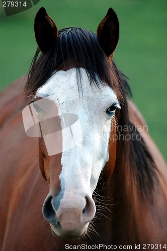 Image of Yin Yang Mare