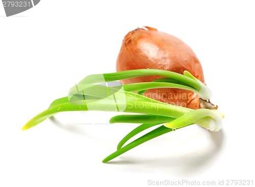 Image of Sprouting onion (Allium cepa) on white background