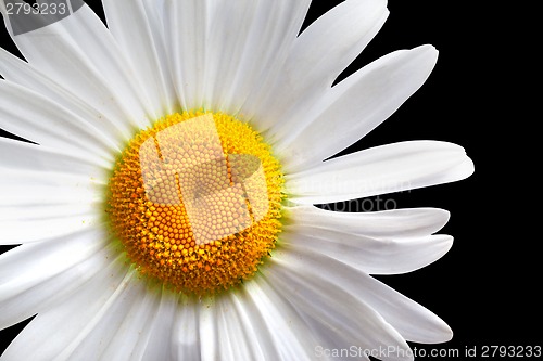 Image of White chamomile isolated on black background